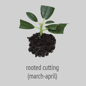 rooted cutting march-april