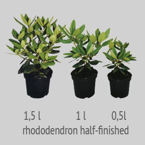rhododendron half-finished