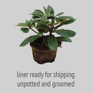liner read for shipping upotted and groomed