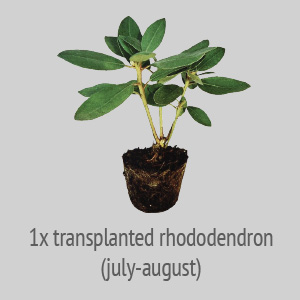 transplanted rhododendron