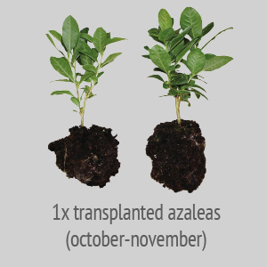 1 x transplanted azaleas