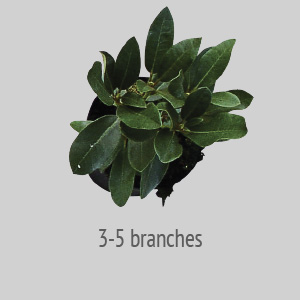 3-5 branches